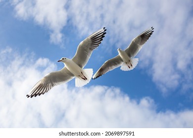 Two seagulls soaring in the blue sky. Seagulls fly high in the cloudless sky. Birds of prey fly in the clear blue sky. Birds fly in search of insects or fish. Seabird in flight. Sochi