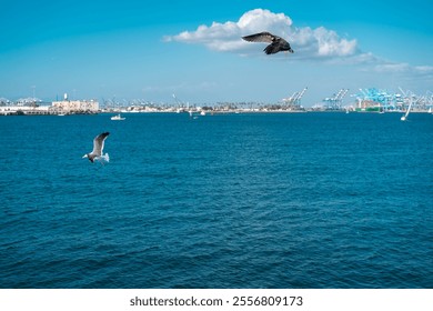 Two seagulls soaring in mid-air over the ocean, Long Beach, California - Powered by Shutterstock