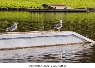 Two seagulls stand on a floating dock and look at the calm water surrounded by a picturesque park with green grass and a wooden dock - Powered by Shutterstock