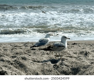 Two seagulls stand on a sandy beach near the ocean, with waves crashing in the background and other seagulls flying above the water. - Powered by Shutterstock