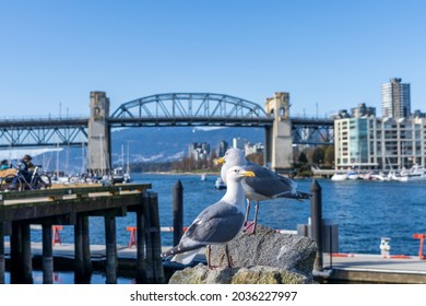 Two seagulls standing in the Granville Island Ferry Dock. Burrard Street Bridge in the background. Spring time in Vancouver, BC, Canada. March 25 2021.