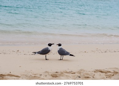 Two seagulls standing on a pristine white sand beach with turquoise ocean water in the background in Nassau, Bahamas.
