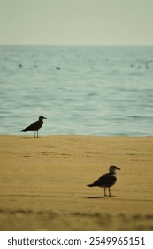 Two seagulls stood on a sandy beach