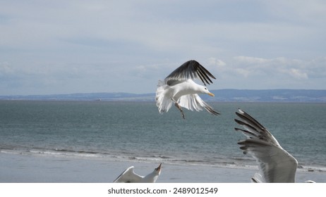 Two seagulls swooping and flying through the air over a local pebble beach at Cold Knap in Barry Wales. The sky is blue with scattered clouds. With copy space - Powered by Shutterstock