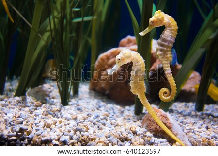 Two seahorse in aquarium