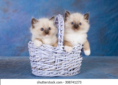 Two Seal Mitted Ragdoll Kittens Sitting Stock Photo Shutterstock