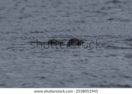 Two sealions swimming in the sea