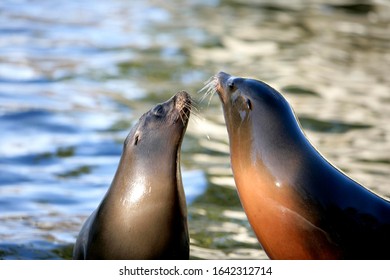 Two Seals (Pinnipedia) In Love