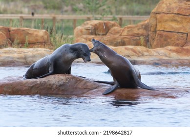 Two Seals Resting On A Rock In The Pool As The Water Ripples Around Them, Aquatic Mammals, Sea Life