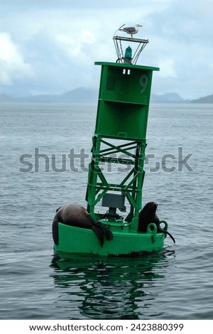 Two Seals and a Seagull Resting on a Buoy in the Cold Ocean