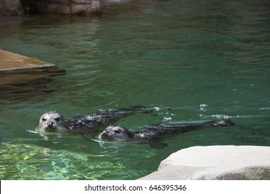 Two Seals Swimming Vancouver Aquarium Stock Photo 646395346 | Shutterstock