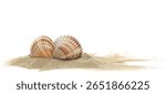 Two seashell in beach sand isolated on white background, side view
