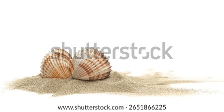 Two seashell in beach sand isolated on white background, side view