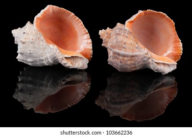 Two seashells n the black reflecting background