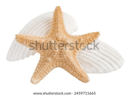 two seashells and a starfish are highlighted on a white background