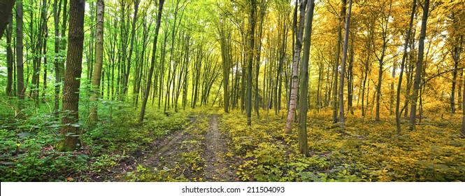 Two seasons in the forest summer and autumn  - Shutterstock ID 211504093