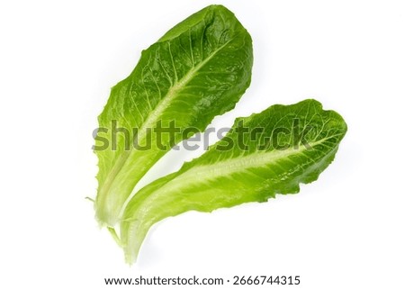 Two separate green leaf of fresh romaine lettuce, or cos lettuce with firm ribs on a white background, top view