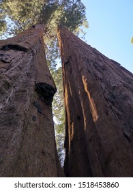 Two sequoias almost touching each other