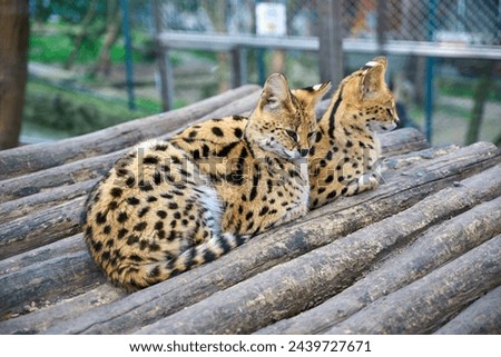 Two serval cats are lying down