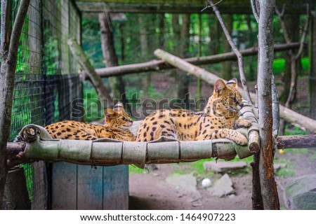 Two serval lying on the bed in park.