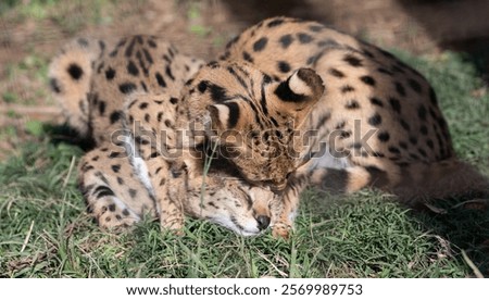 Two servals playing with each other