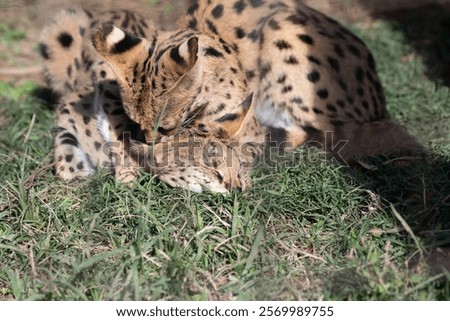 Two servals playing with each other