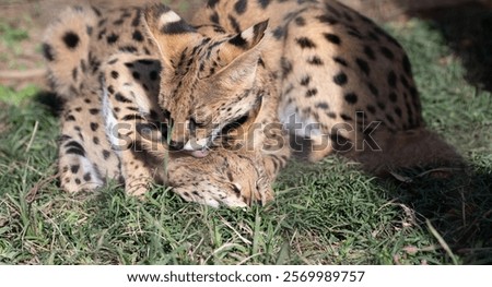 Two servals playing with each other