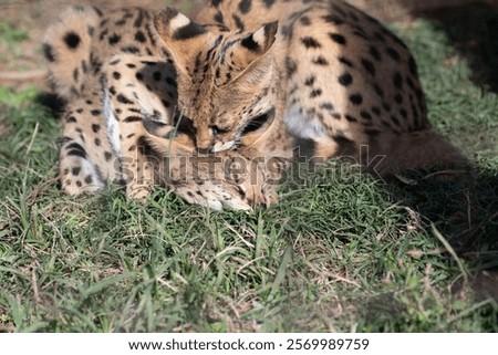 Two servals playing with each other