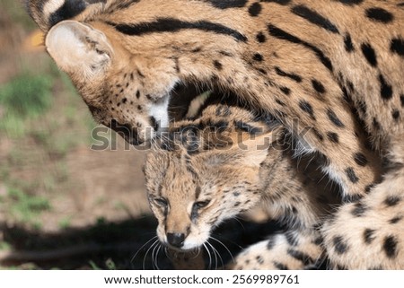 Two servals playing with each other