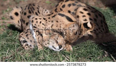 Two servals playing with each other
