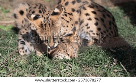 Two servals playing with each other