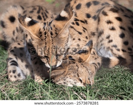Two servals playing with each other