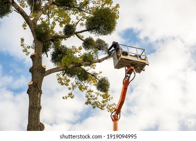 Two service workers cutting down big tree branches with chainsaw from high chair lift crane platform. Deforestation and gardening concept. - Powered by Shutterstock