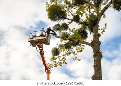 Two service workers cutting down big tree branches with chainsaw from high chair lift crane platform. Deforestation and gardening concept. - Powered by Shutterstock