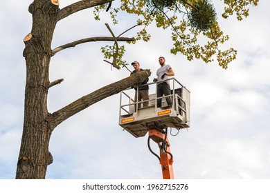 Two Service Workers Cutting Down Big Tree Branches With Chainsaw From High Chair Lift Crane Platform. Deforestation And Gardening Concept.