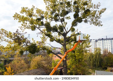 Two Service Workers Cutting Down Big Tree Branches With Chainsaw From High Chair Lift Crane Platform. Deforestation And Gardening Concept.