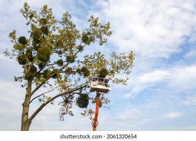 Two Service Workers Cutting Down Big Tree Branches With Chainsaw From High Chair Lift Crane Platform. Deforestation And Gardening Concept.