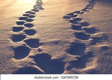 Two sets of diverging footsteps on snow during blue hour sunset, symbol for division or unification