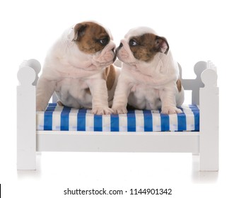 Two English Bulldog Puppies Sitting On Stock Photo (Edit Now) 437253439