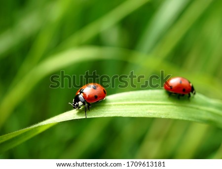 Two seven-spotted ladybugs on a blade of grass                              