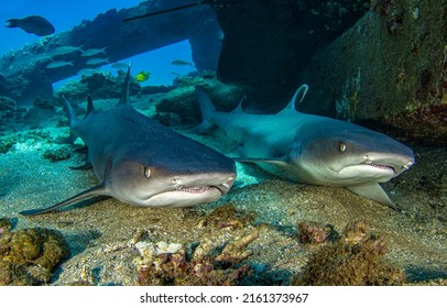 Two sharks lurked in the depths of the sea. Sharks underwater. Hunting sharks underwater. Two sharks undersea