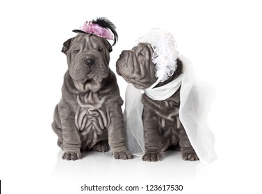 Two sharpei puppy dog dressed in wedding attire, on white background