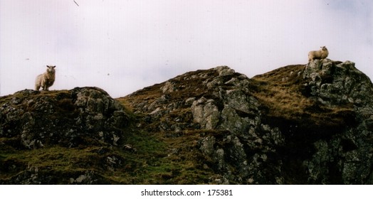 two sheep