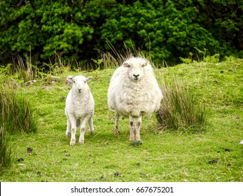 Two Sheep