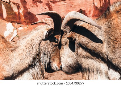 Two Sheep Argali Fighting In The Mountain