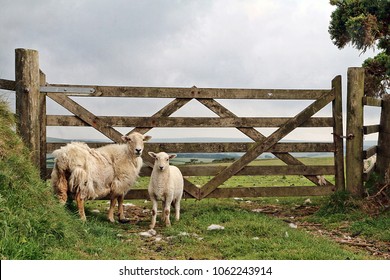 Two Sheep By A Farm Gate In Exmoor.