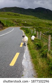 Two Sheep By The Road In Ring Of Kerry