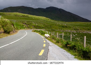 Two Sheep By The Road In Ring Of Kerry