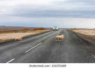 Two sheep cross the road in the wrong place, drivers observe traffic rules