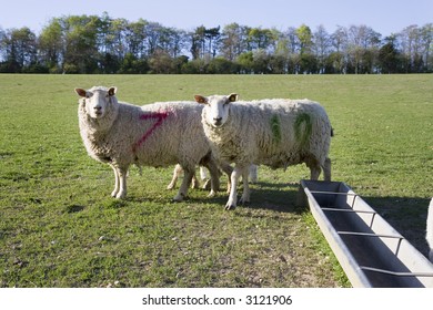 Two sheep in a field